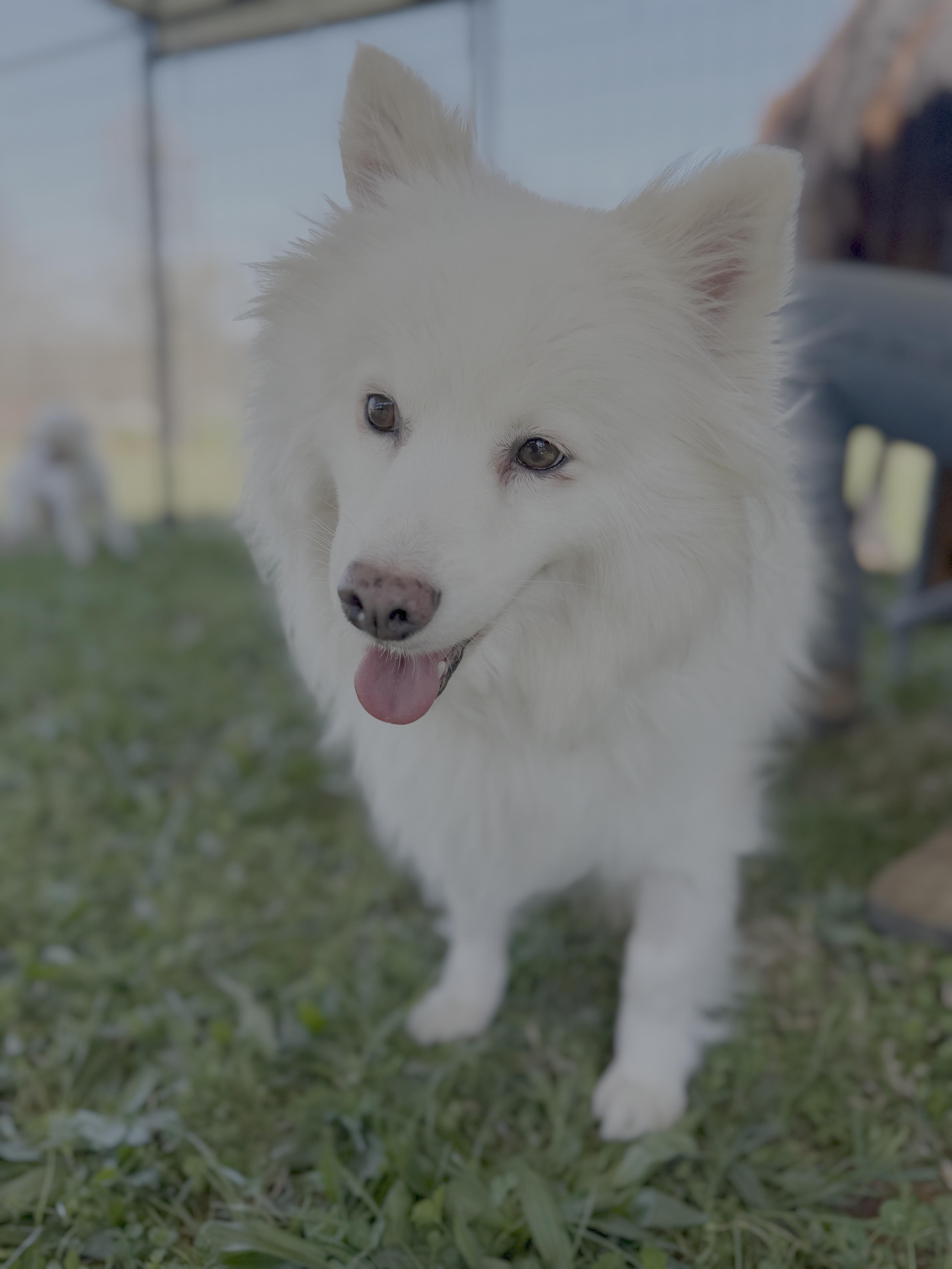 Miska, Adoptable, Adult Female German Spitz.