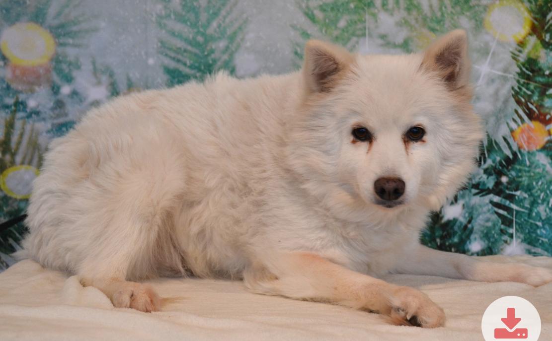 Miska, Adoptable, Adult Female German Spitz.