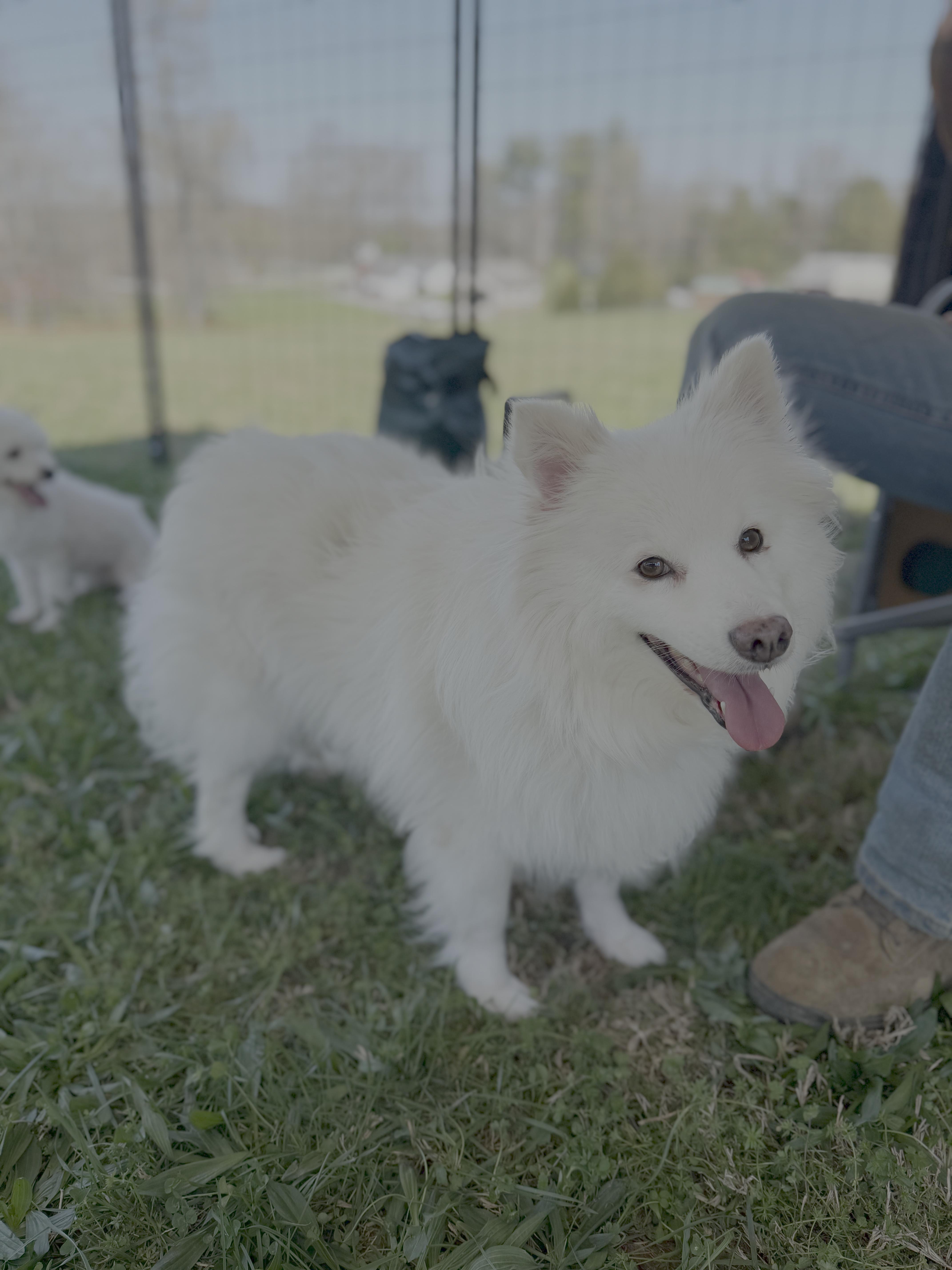Enlarge Miska, a Adoptable German Spitz in Knoxville, TN image 2/3
