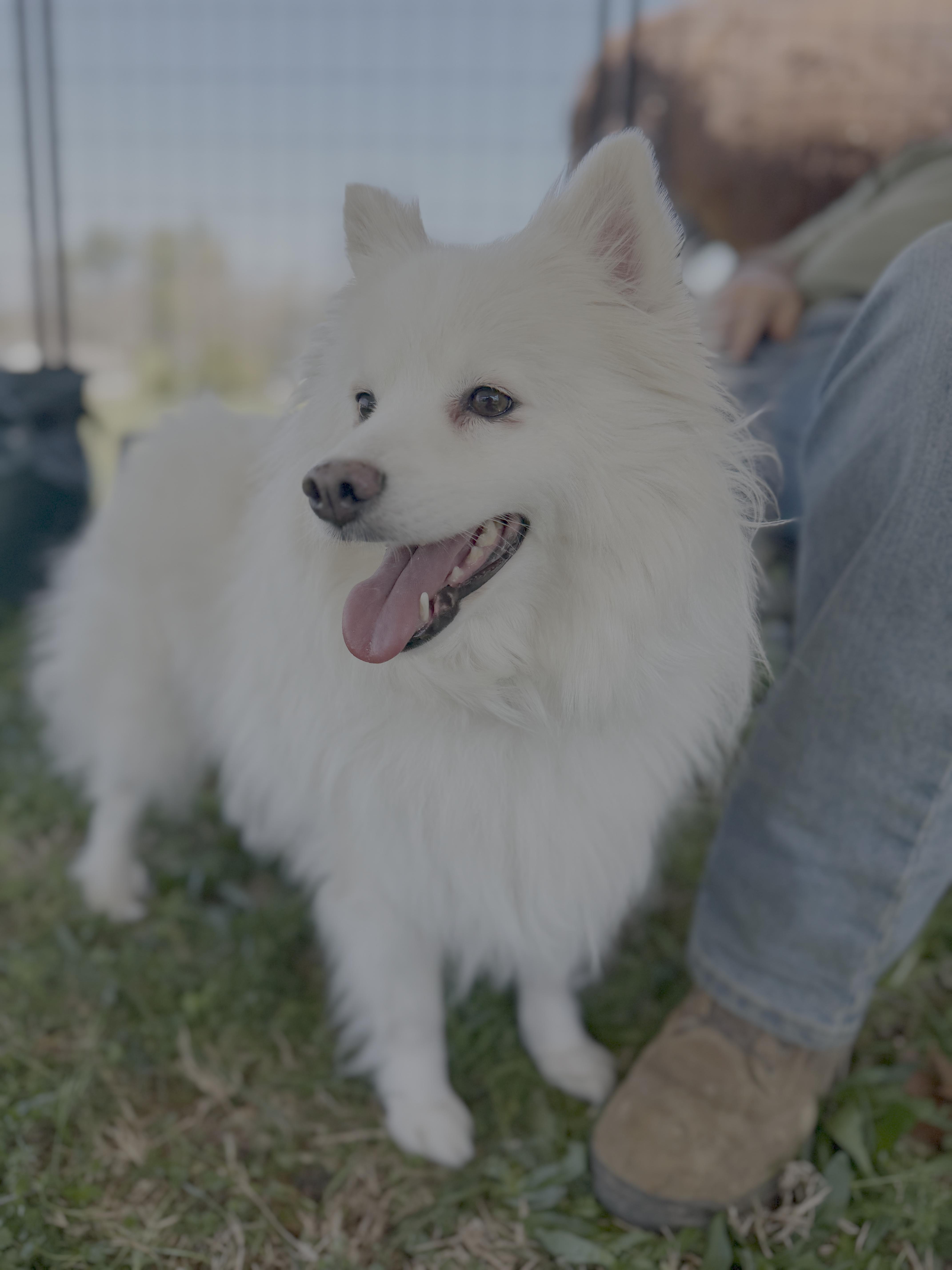 Enlarge Miska, a Adoptable German Spitz in Knoxville, TN image 3/3