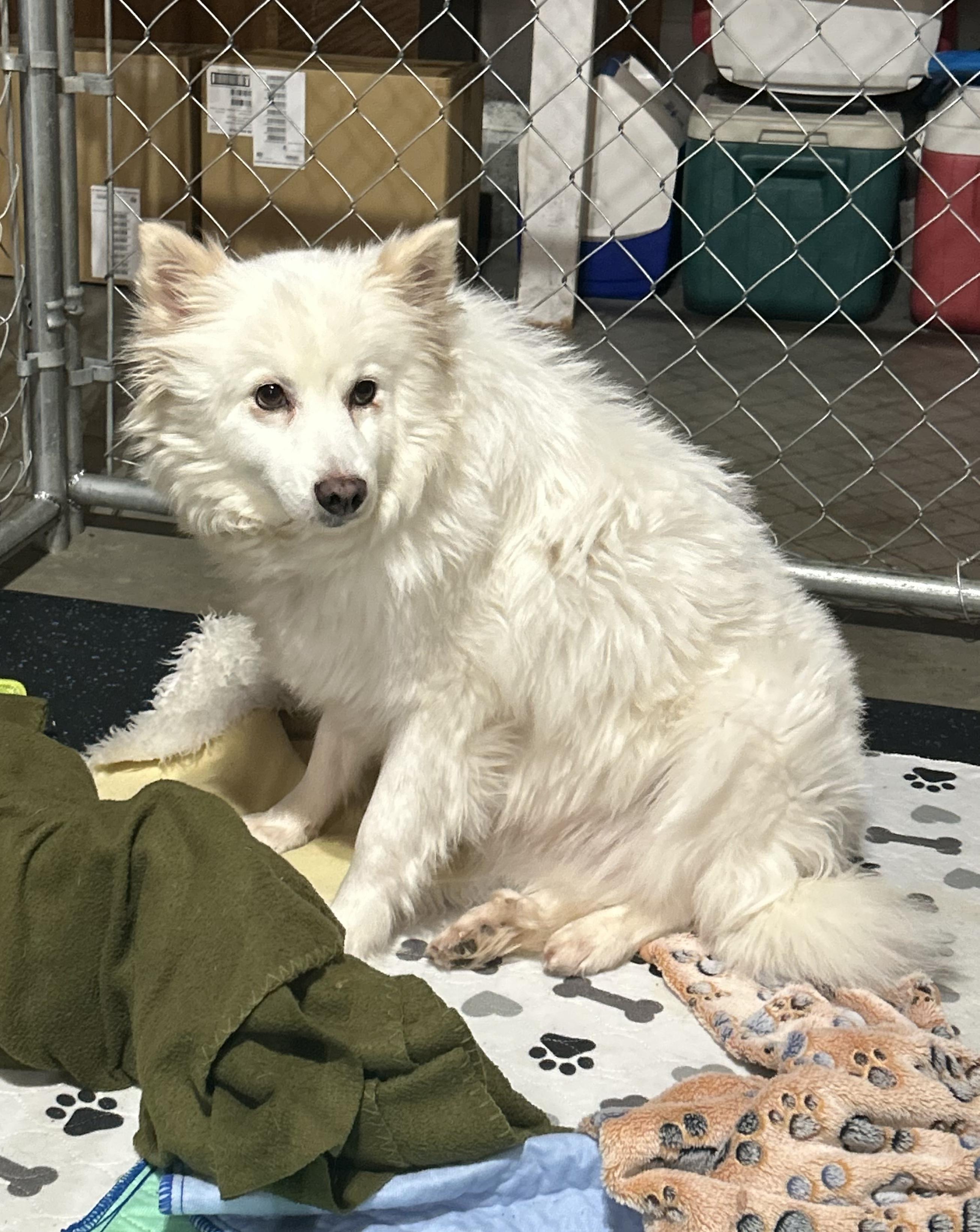 Enlarge Miska, a Adoptable German Spitz in Knoxville, TN image 4/4
