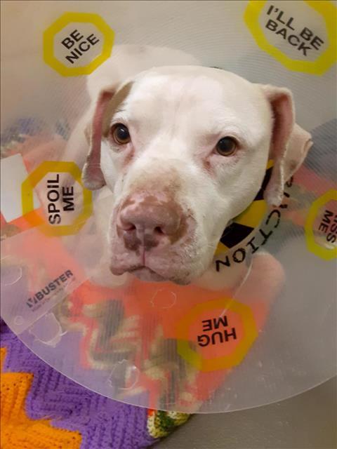 NUBS, Adoptable, Adult Male Pit Bull Terrier.