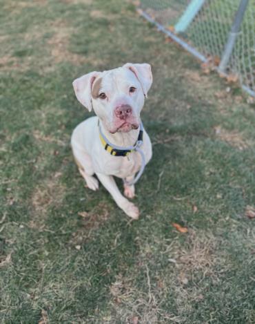 NUBS, Adoptable, Adult Male Pit Bull Terrier.