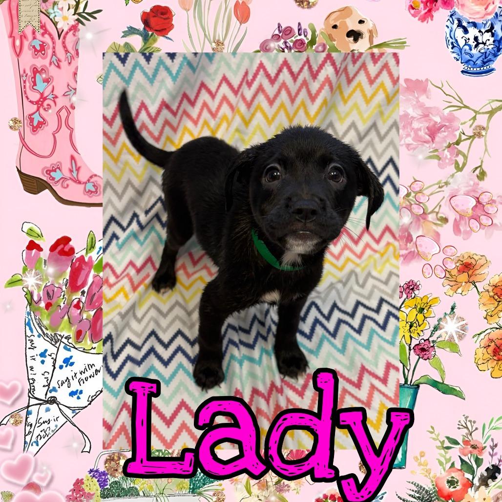 Lady, Adoptable, Puppy Female Pit Bull Terrier & Mixed Breed.