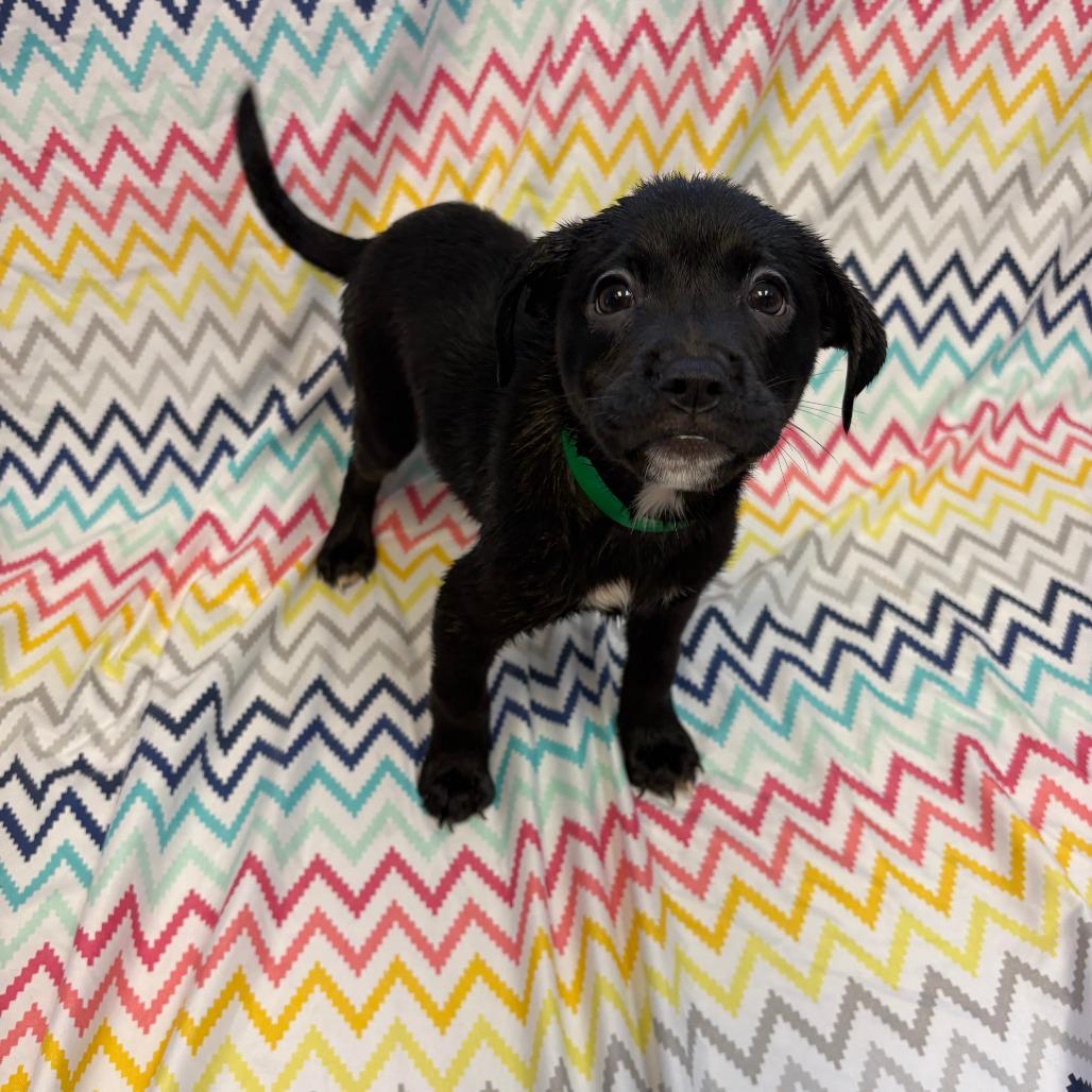 Enlarge Lady, a Adoptable mixed breed in Royse City, TX image 2/2