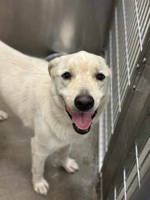 LEVI, Adoptable, Adult Male Labrador Retriever.