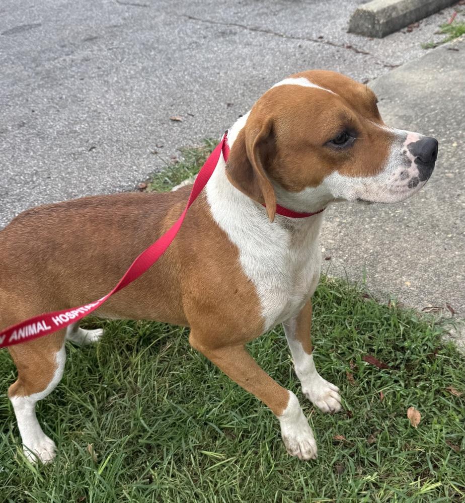 Rease, a Adoptable mixed breed in Troy, AL image 1/2