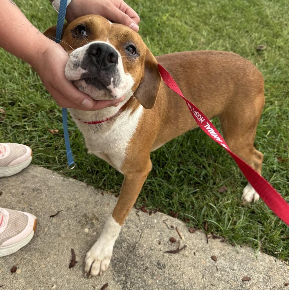 Rease, a Adoptable mixed breed in Troy, AL image 2/2