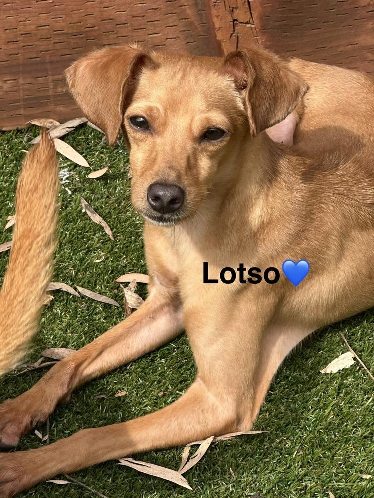 Enlarge Lotso, a Adoptable mixed breed in ventura, CA image 1/1