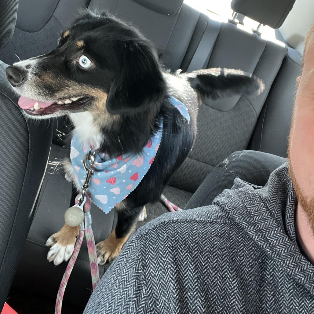 Sybil, a Adoptable mixed breed in Lynchburg, VA image 1/3