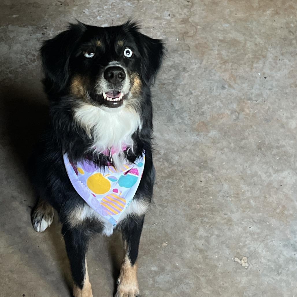 Sybil, a Adoptable mixed breed in Lynchburg, VA image 3/3