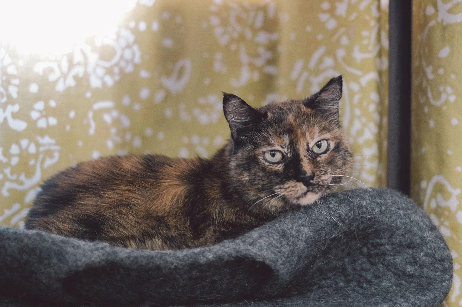 Tia, a Adoptable Domestic Short Hair in San Jose, CA image 1/3
