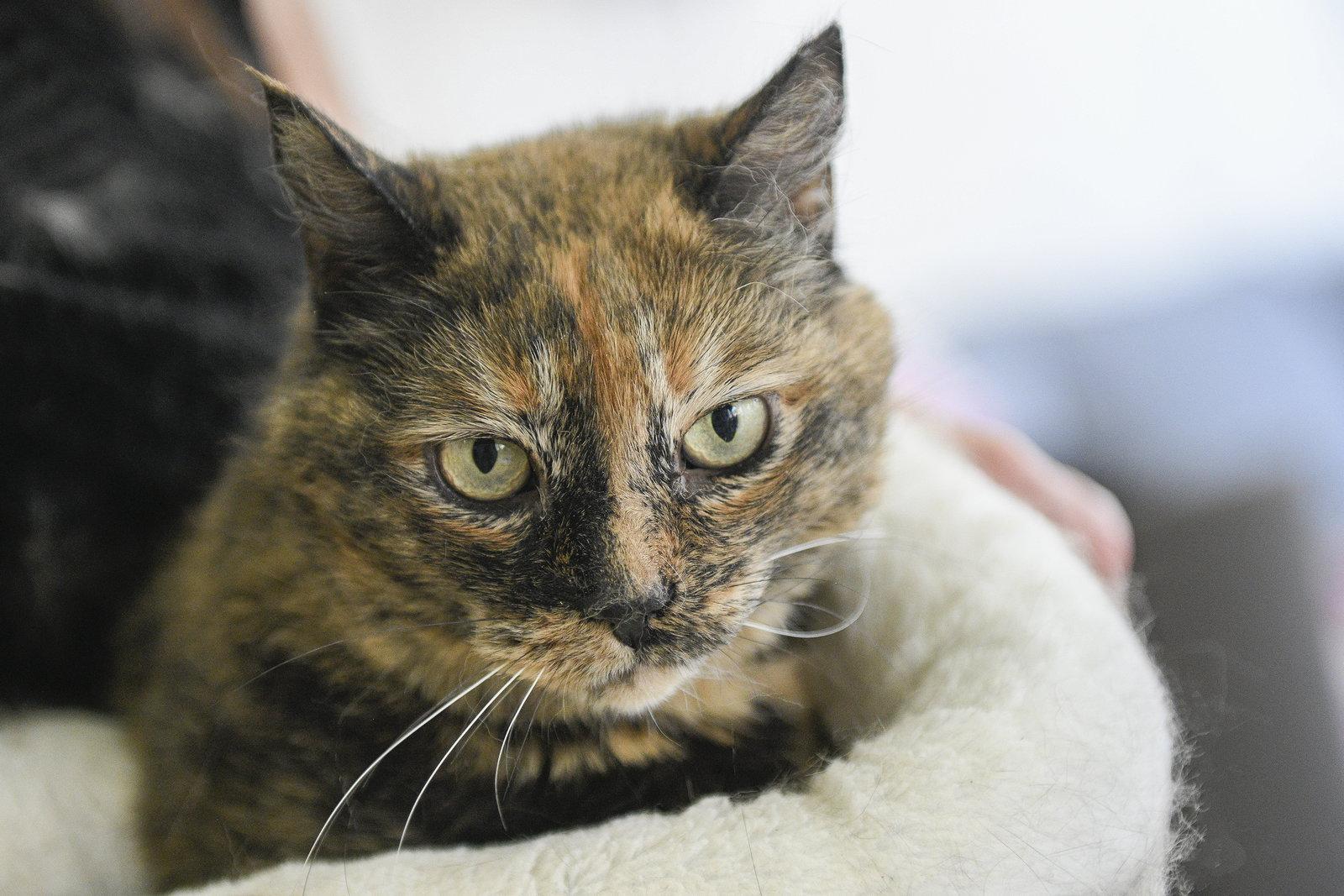 Enlarge Tia, a Adoptable Domestic Short Hair in San Jose, CA image 2/3