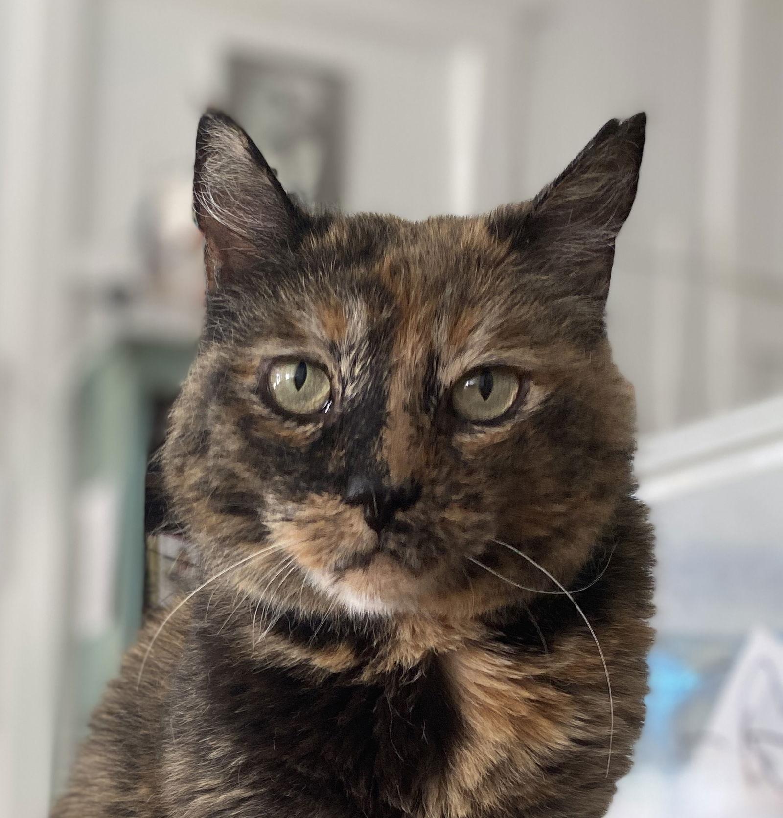 Tia, a Adoptable Domestic Short Hair in San Jose, CA image 2/3