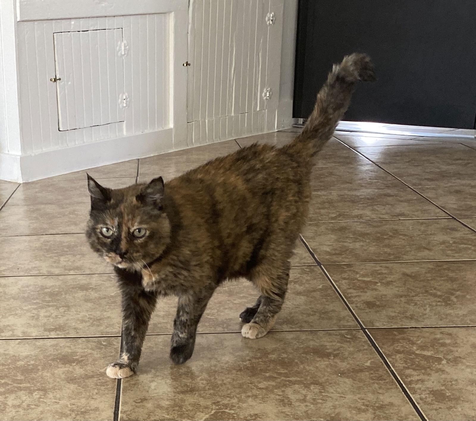 Tia, a Adoptable Domestic Short Hair in San Jose, CA image 3/3