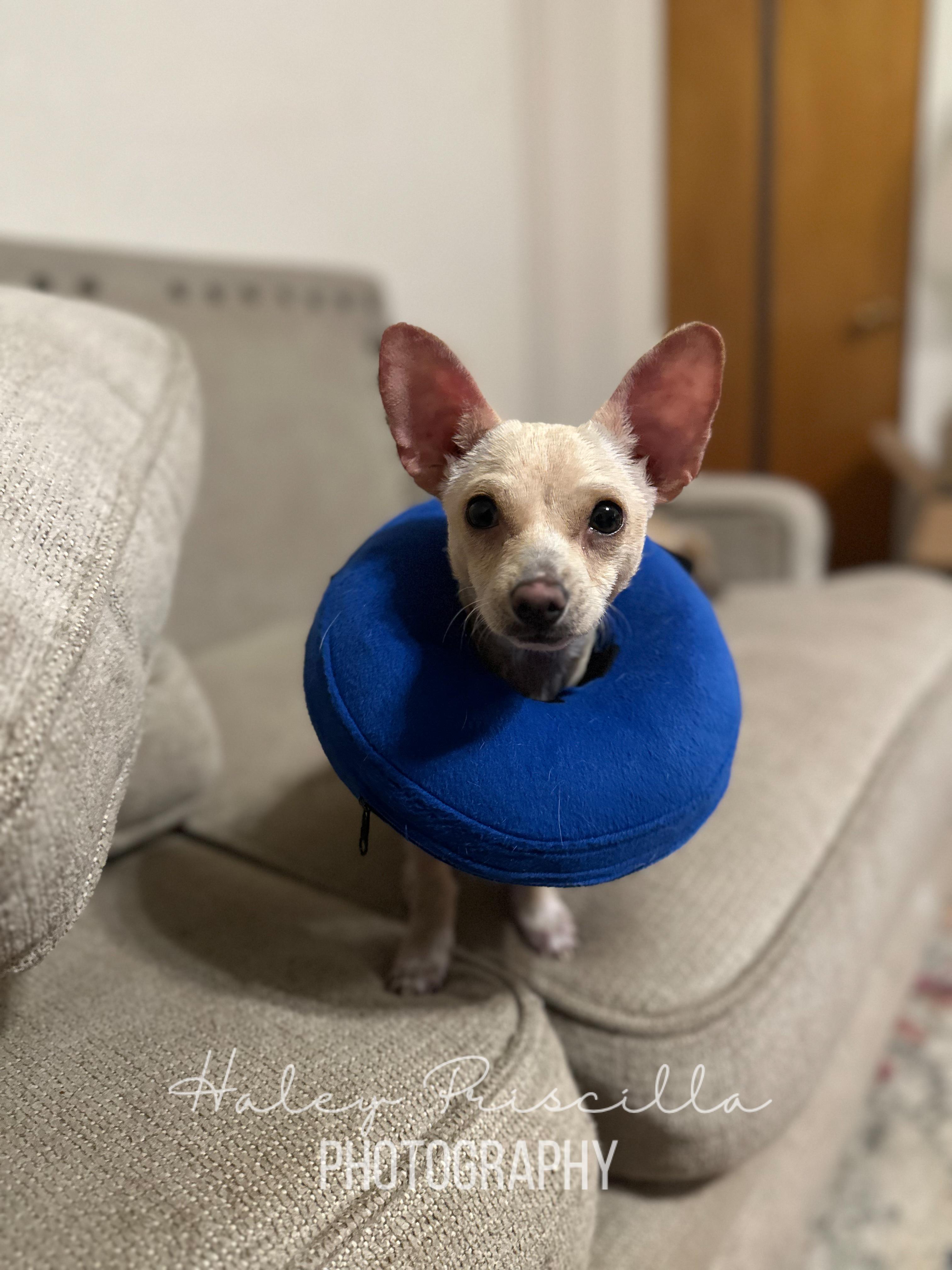 Enlarge Rowan, a Adopted Chihuahua in Oro Valley, AZ image 1/3