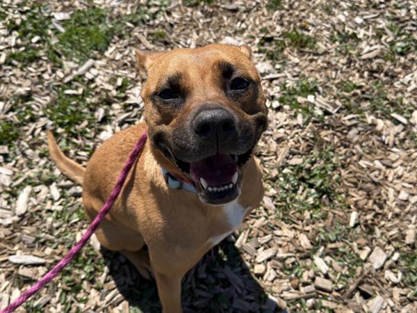 Enlarge Nugget, a Adoptable mixed breed in Portland, OR image 1/1