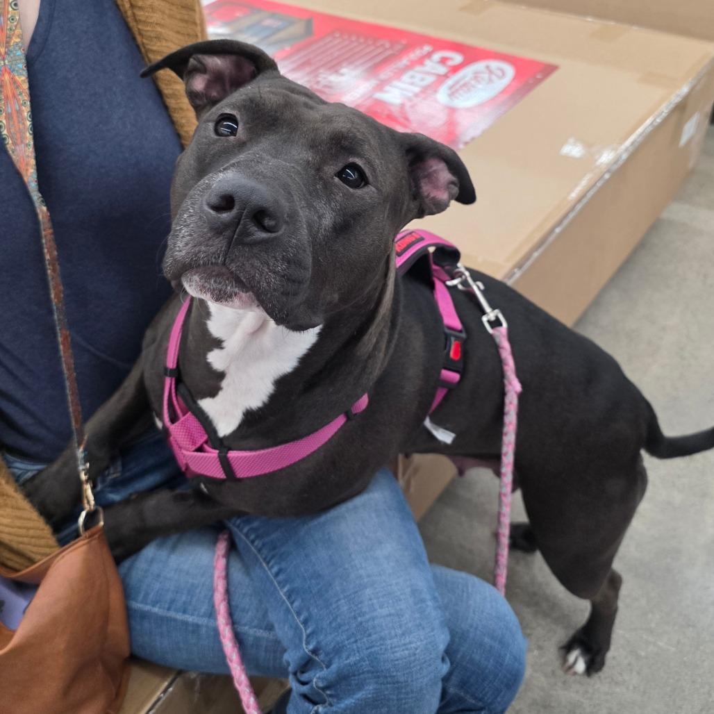 Enlarge Lucy, a Adoptable Pit Bull Terrier in Lima, OH image 1/6