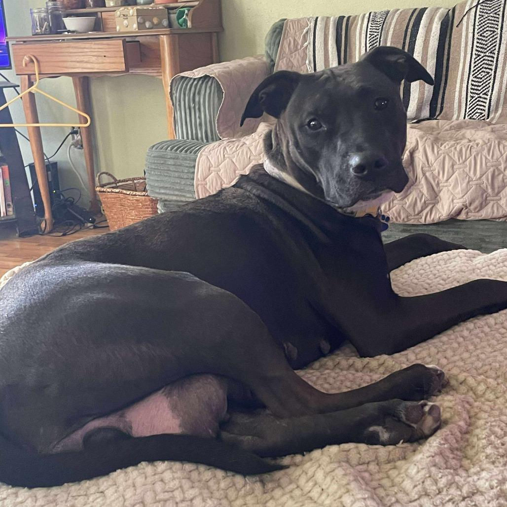 Lucy, a Adoptable Pit Bull Terrier in Lima, OH image 1/6