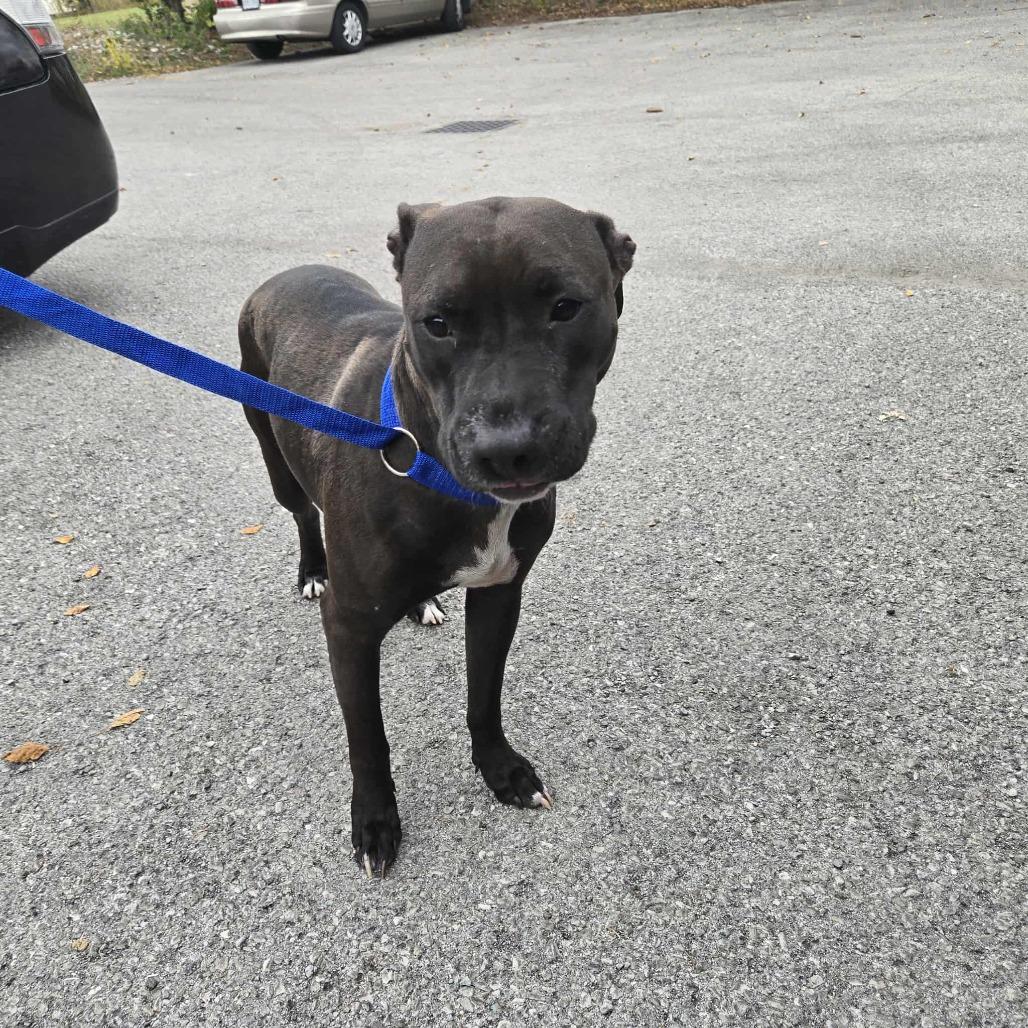 Lucy, Adoptable, Adult Female Pit Bull Terrier.