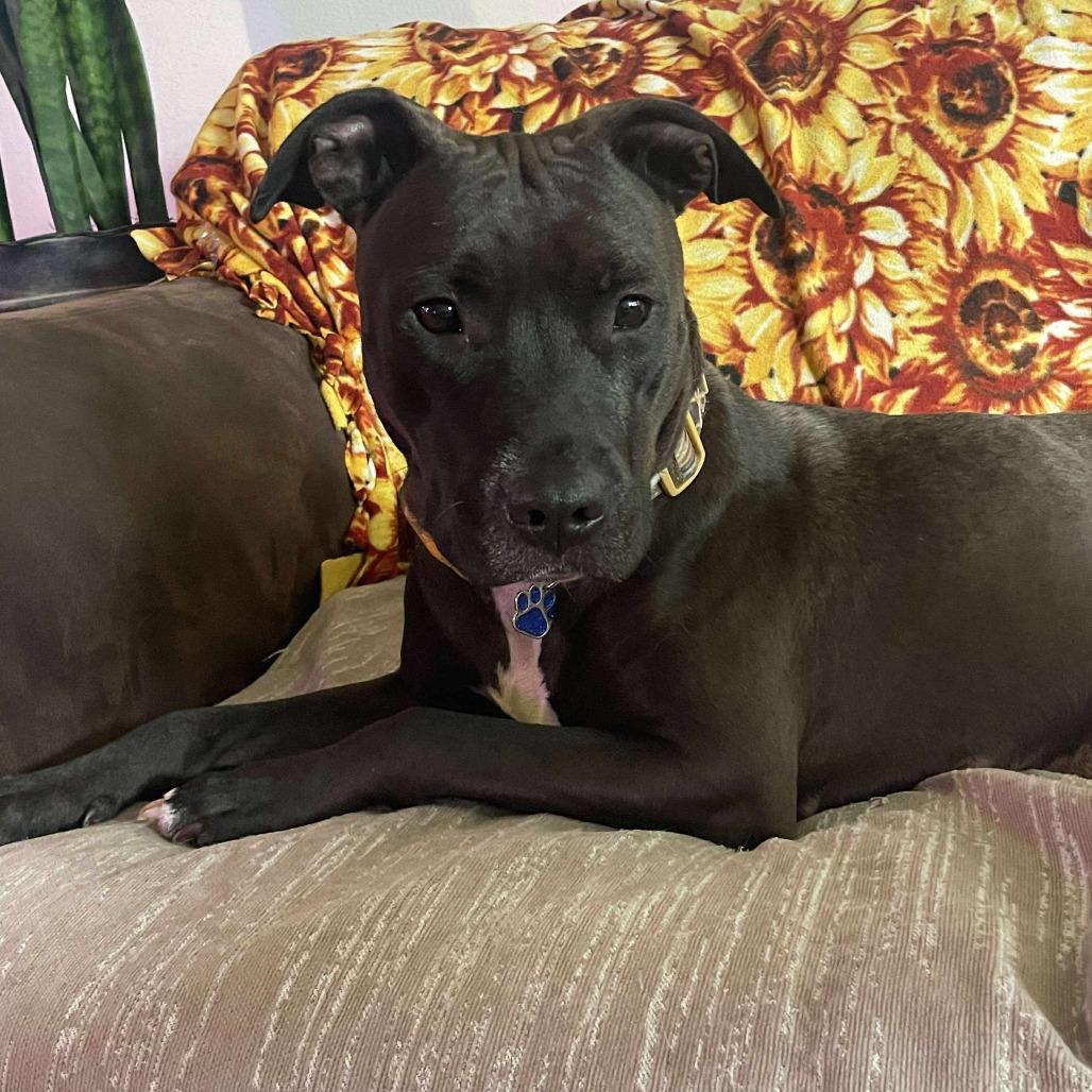 Lucy, a Adoptable Pit Bull Terrier in Lima, OH image 2/6