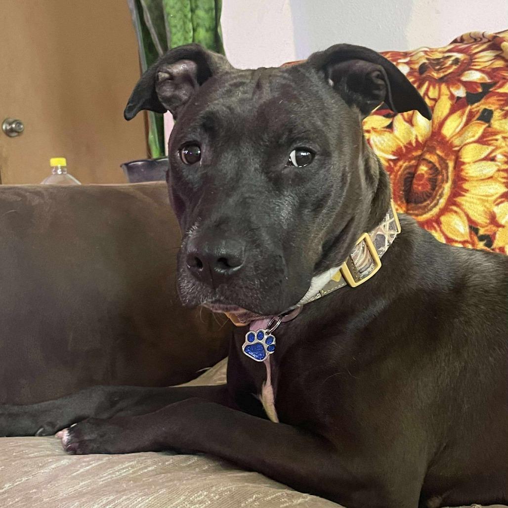 Lucy, a Adoptable Pit Bull Terrier in Lima, OH image 3/6