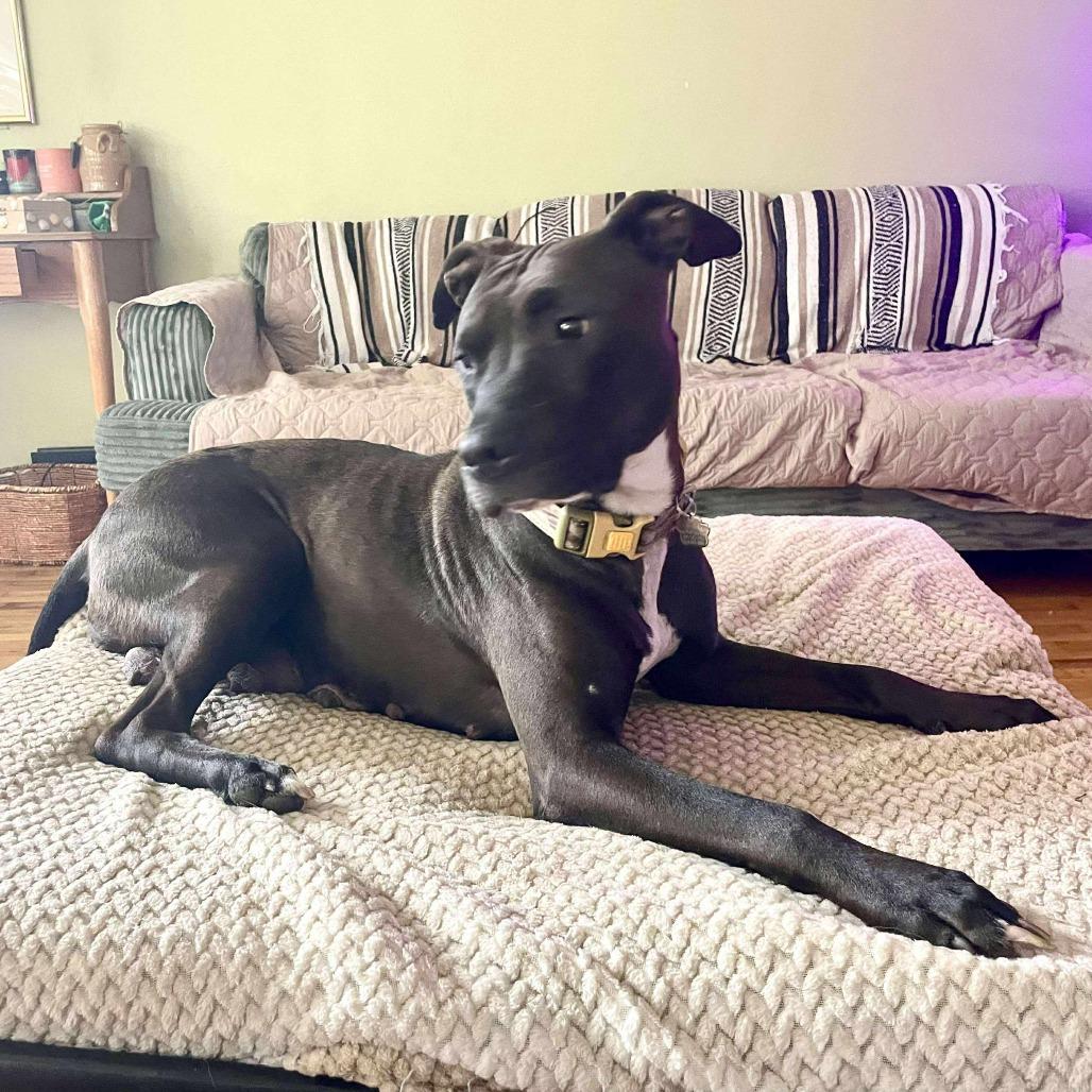 Lucy, a Adoptable Pit Bull Terrier in Lima, OH image 6/6