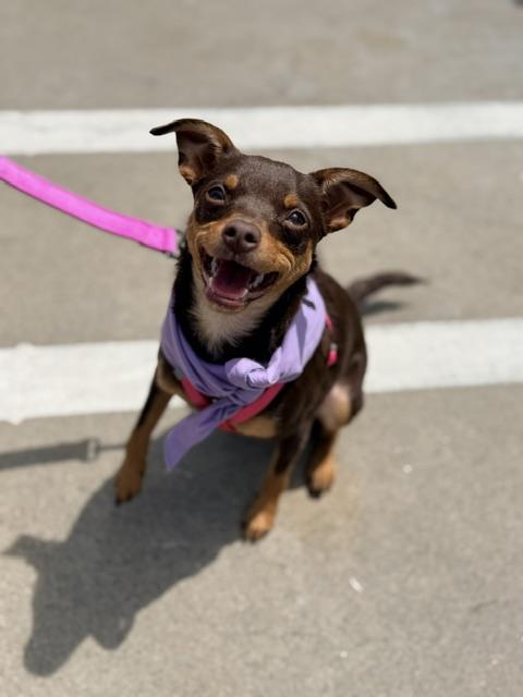 Enlarge Sienna, an adoptable mixed breed in Lodi, CA image 1/4