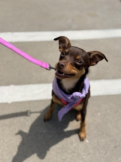 Enlarge Sienna, an adoptable mixed breed in Lodi, CA image 2/4