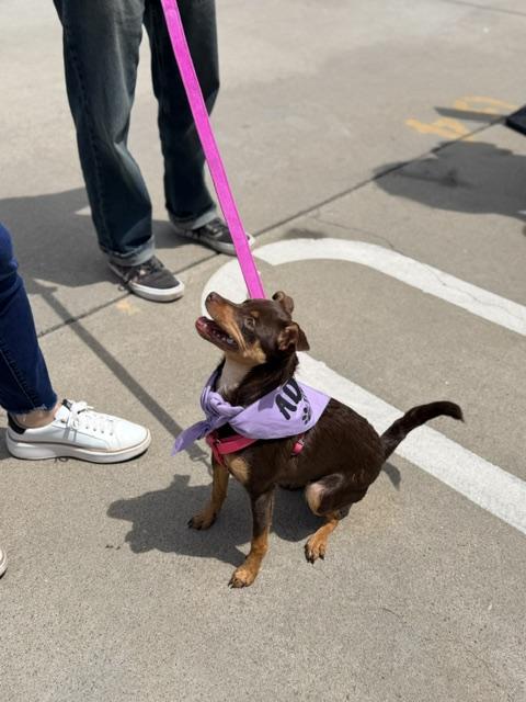 Enlarge Sienna, an adoptable mixed breed in Lodi, CA image 3/4