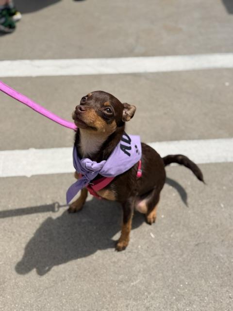 Enlarge Sienna, an adoptable mixed breed in Lodi, CA image 4/4