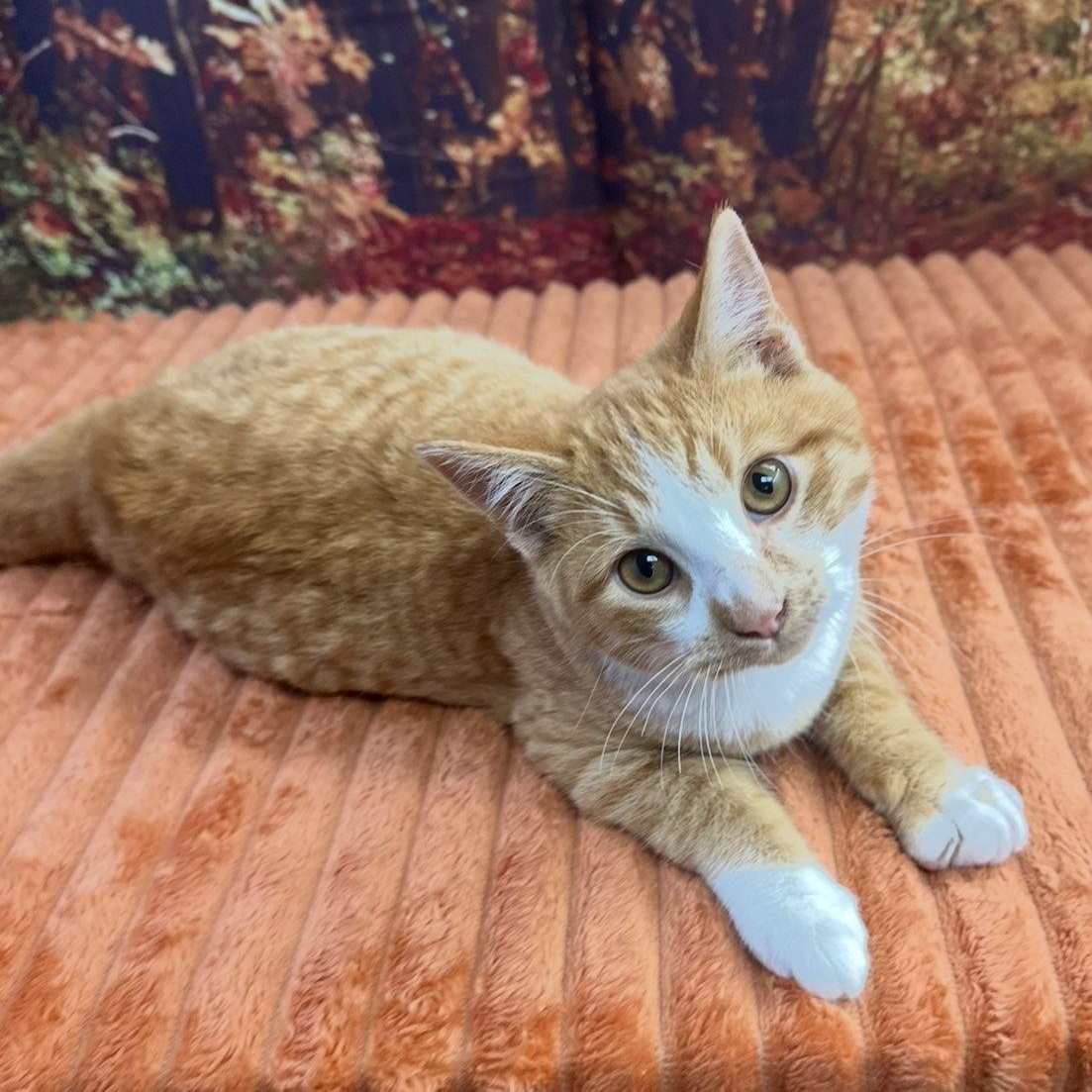 Butterball, adopted, Kitten Male Domestic Short Hair.