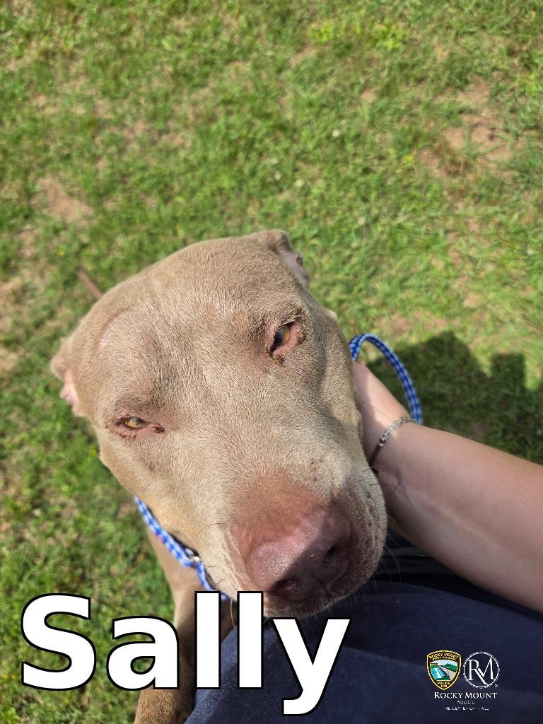 Enlarge Sally, a Adoptable Pit Bull Terrier in Rocky Mount, NC image 1/1