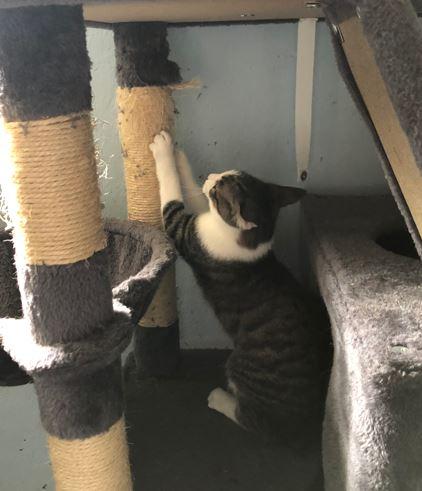 Enlarge Rodney, a Adoptable Domestic Short Hair in Russellville, KY image 3/3