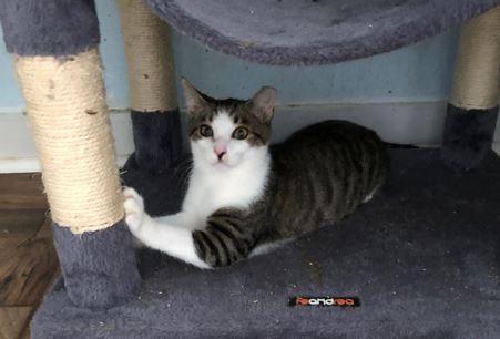 Enlarge Rodney, a Adoptable Domestic Short Hair in Russellville, KY image 1/3