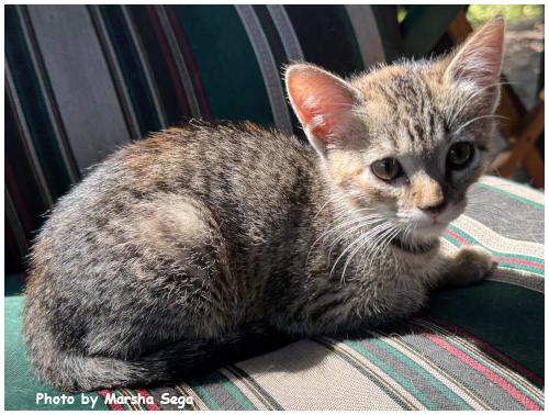 Enlarge Amelia Bedelia, a Adoptable mixed breed in Oak Ridge, TN image 1/3
