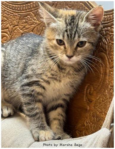 Enlarge Amelia Bedelia, a Adoptable mixed breed in Oak Ridge, TN image 2/3