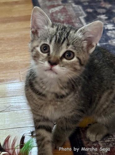 Enlarge Amelia Bedelia, a Adoptable mixed breed in Oak Ridge, TN image 3/3