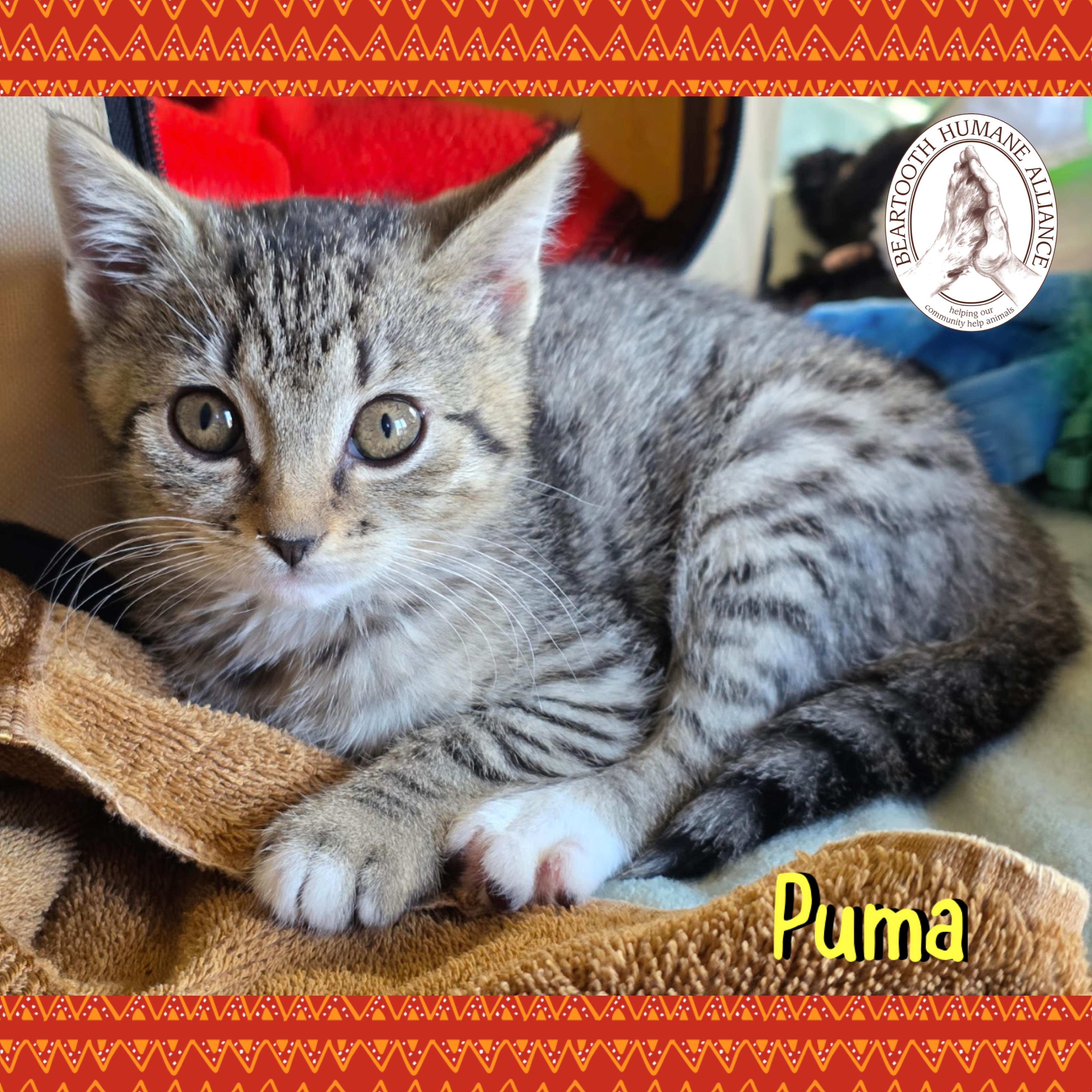 Puma, Adoptable, Kitten Female Domestic Short Hair.