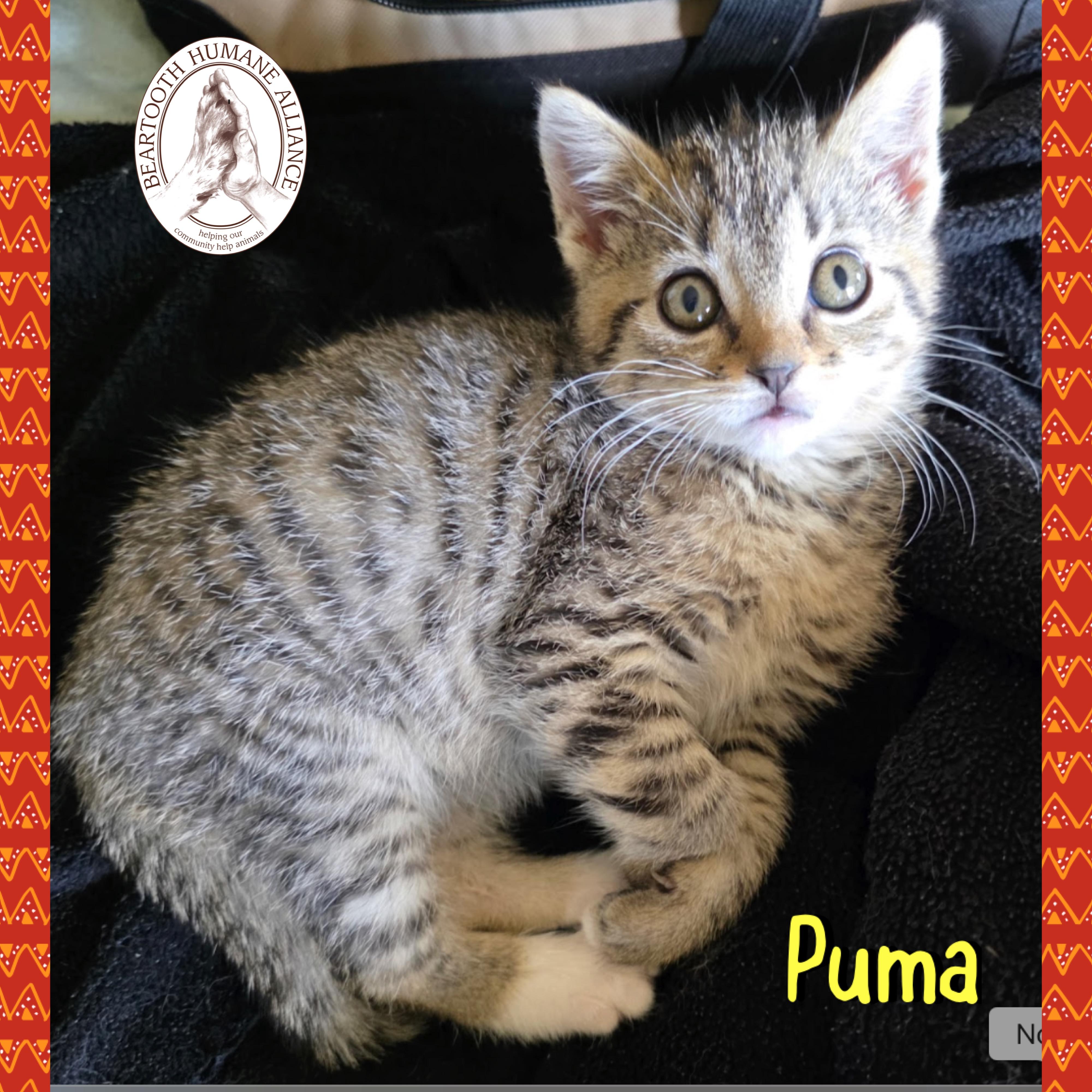 Puma, a Adoptable mixed breed in Red Lodge, MT image 2/2