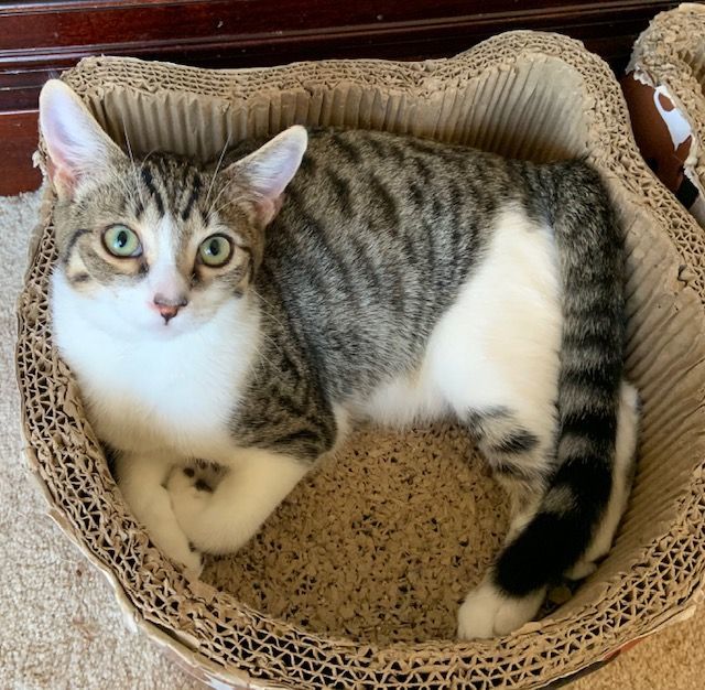 Smokey (bonded to Waffles), Young Male Domestic Short Hair