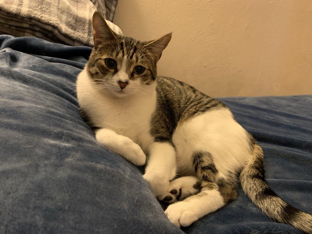 Smokey (bonded to Waffles) photo 4