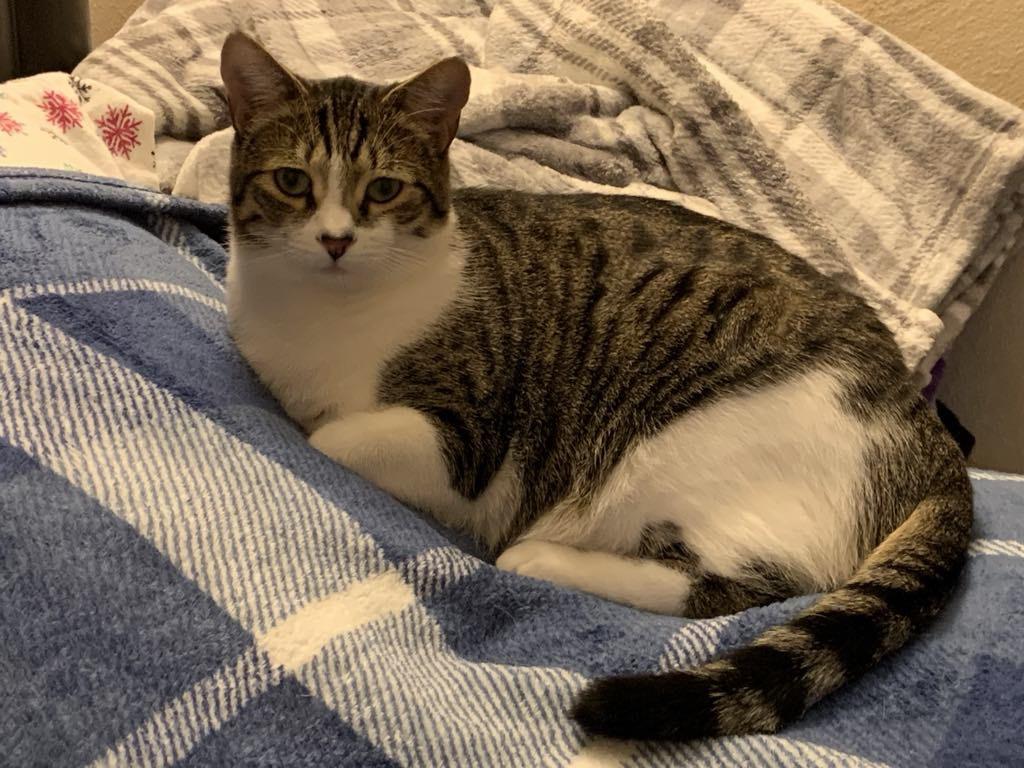 Smokey (bonded to Waffles) photo 6