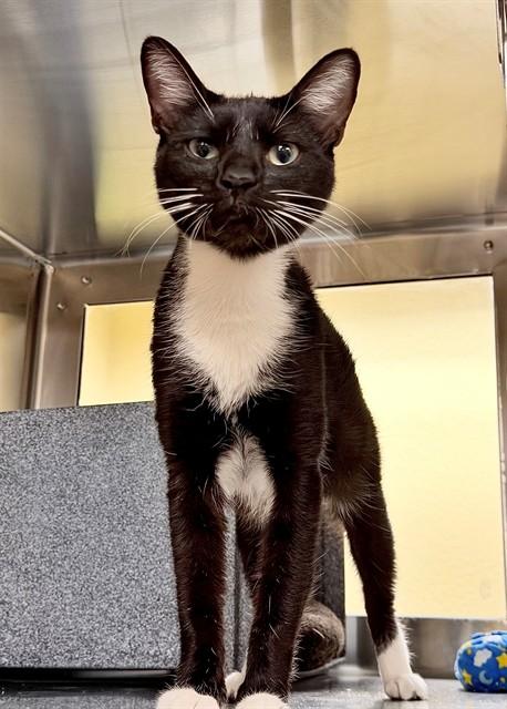 NICOLE, Adoptable, Young Female Domestic Short Hair.