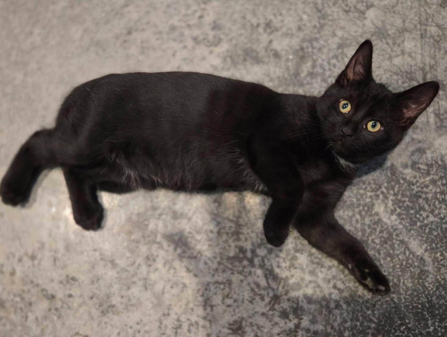 Black Bean, Adoptable, Kitten Male Domestic Short Hair.