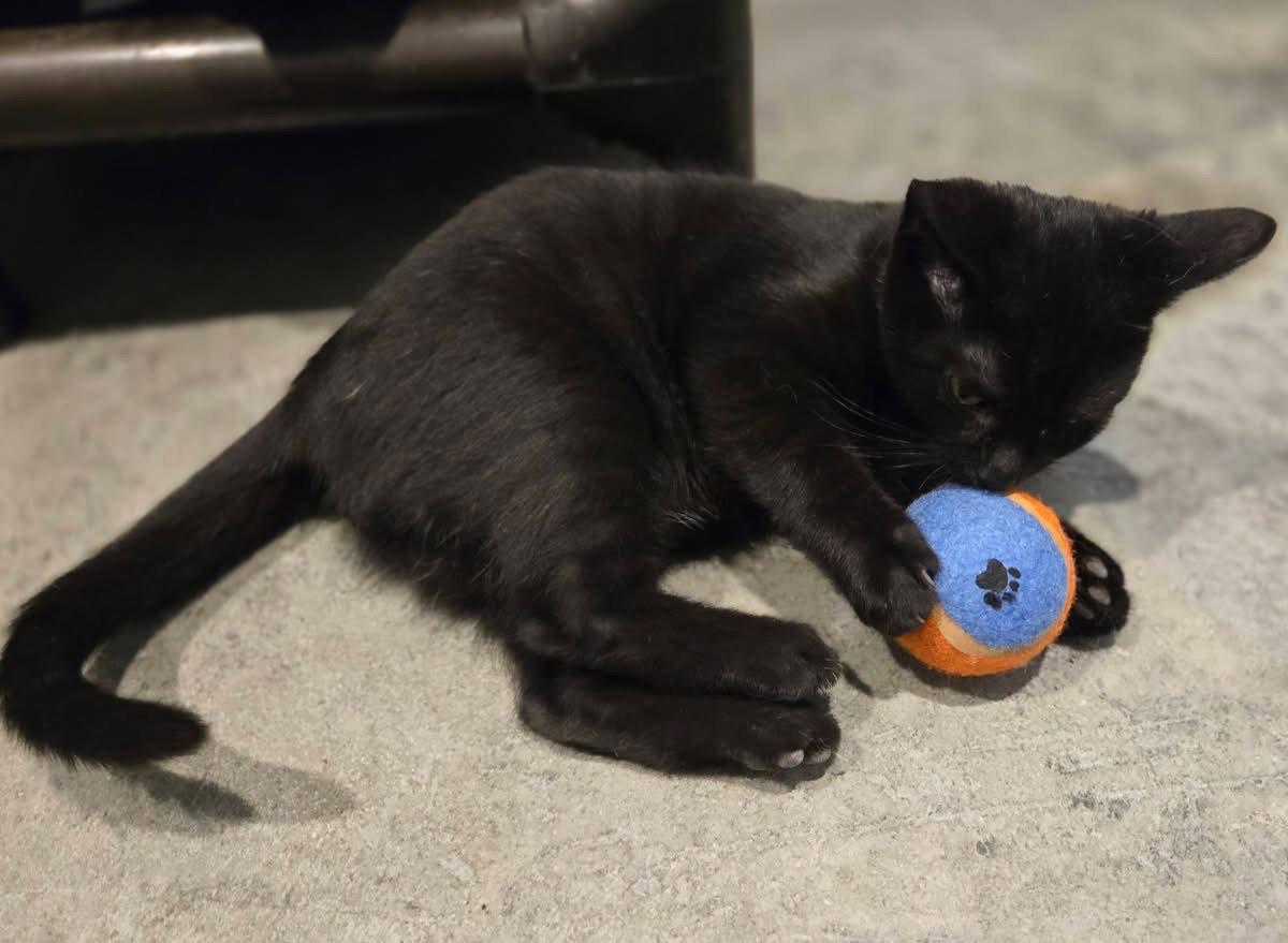 Enlarge Black Bean, a Adoptable Domestic Short Hair in Woodsfield, OH image 2/3