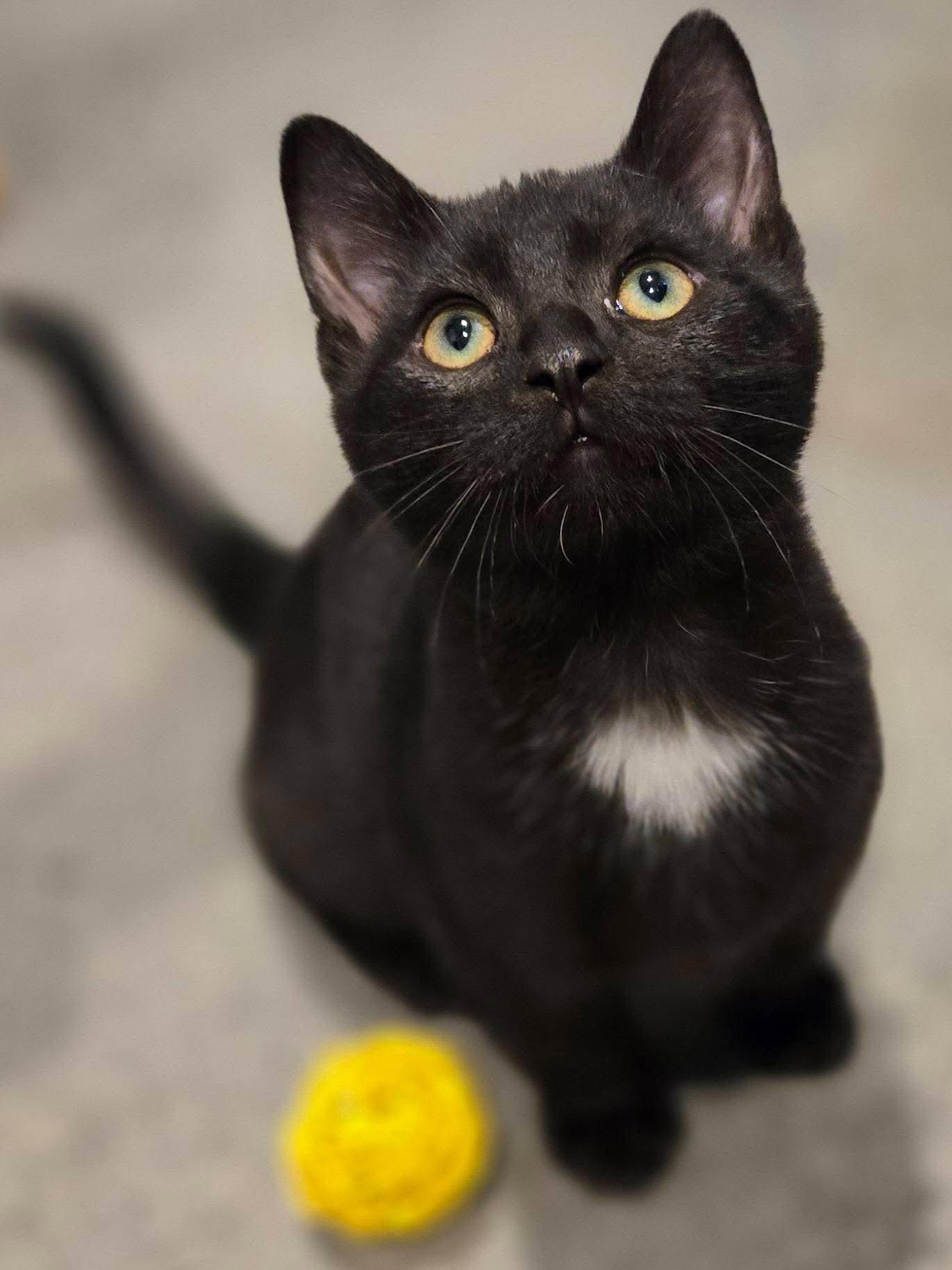 Enlarge Black Bean, a Adoptable Domestic Short Hair in Woodsfield, OH image 3/3