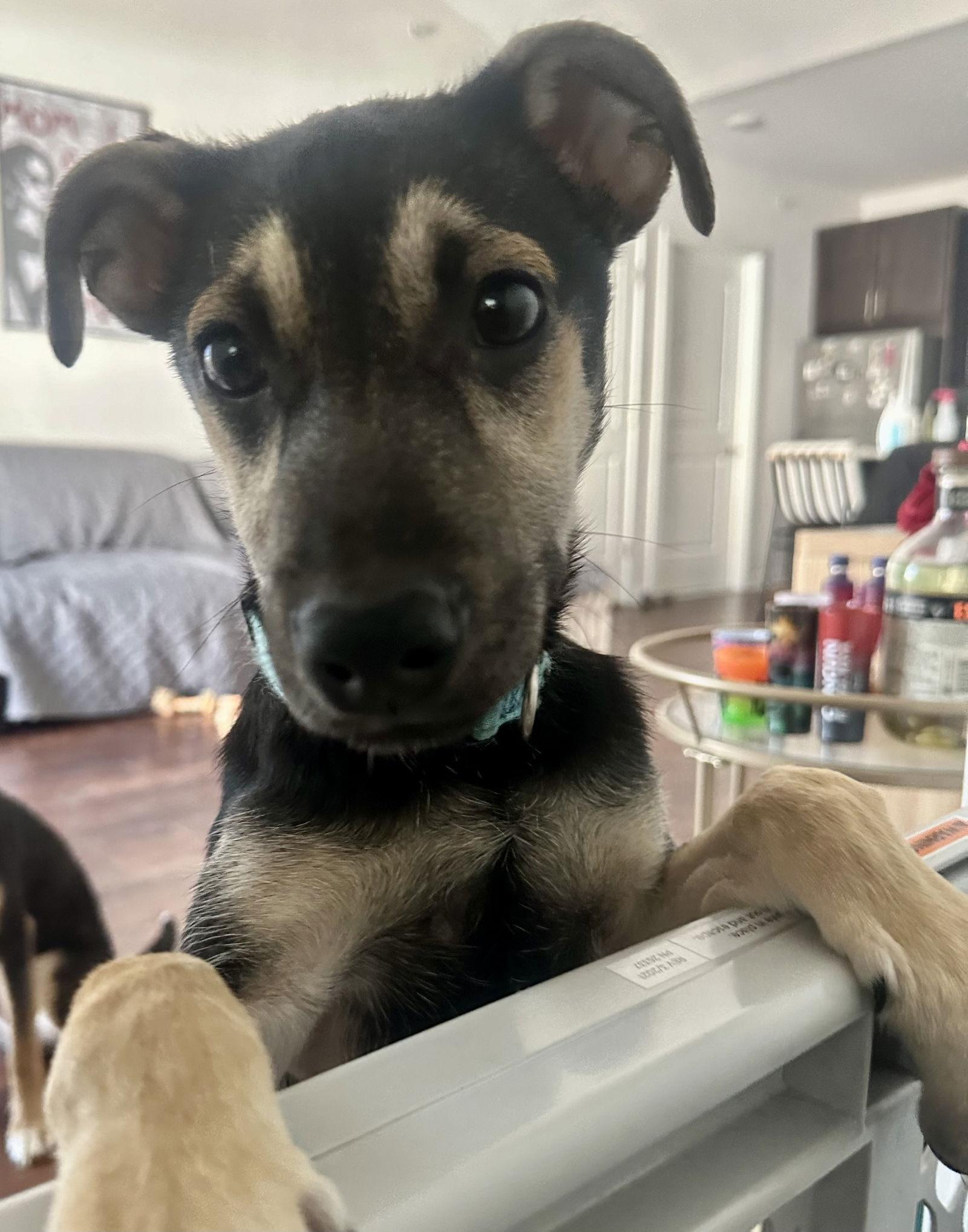 Ovi, Adopted, Puppy Male Shepherd.