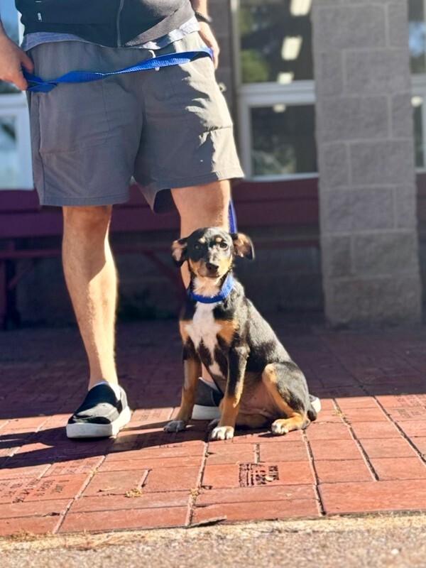 Megan Thee Stallion, Adoptable, Young Female Rat Terrier & Mountain Cur.