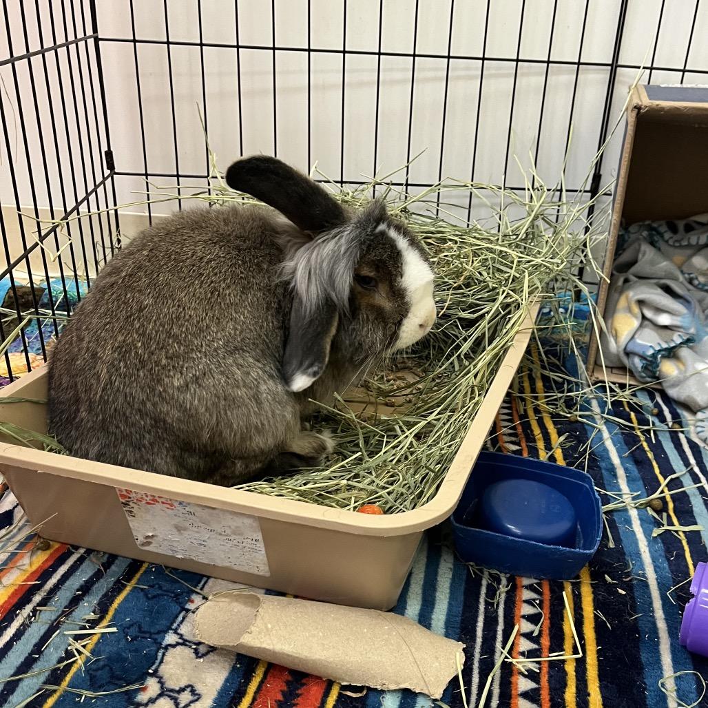 Enlarge Muffin, a Adoptable mixed breed in Bedford, NH image 1/3